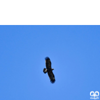 گونه عقاب خالدار بزرگ Greater Spotted Eagle